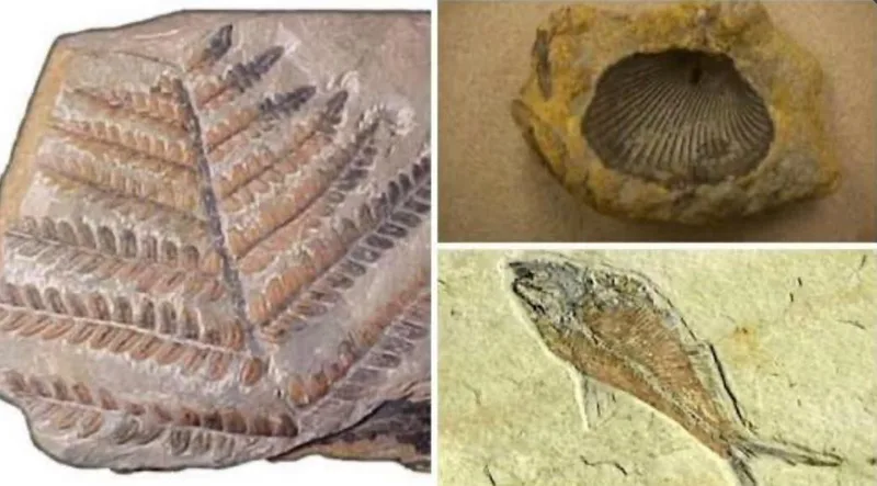 صورة: الأحفور