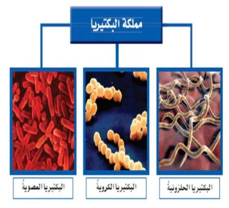 صورة: البكتريا