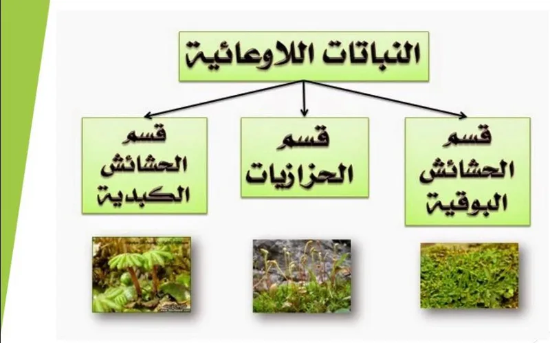 صورة: النباتات اللاوعائية