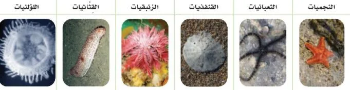 صورة: شوكيات الجلد