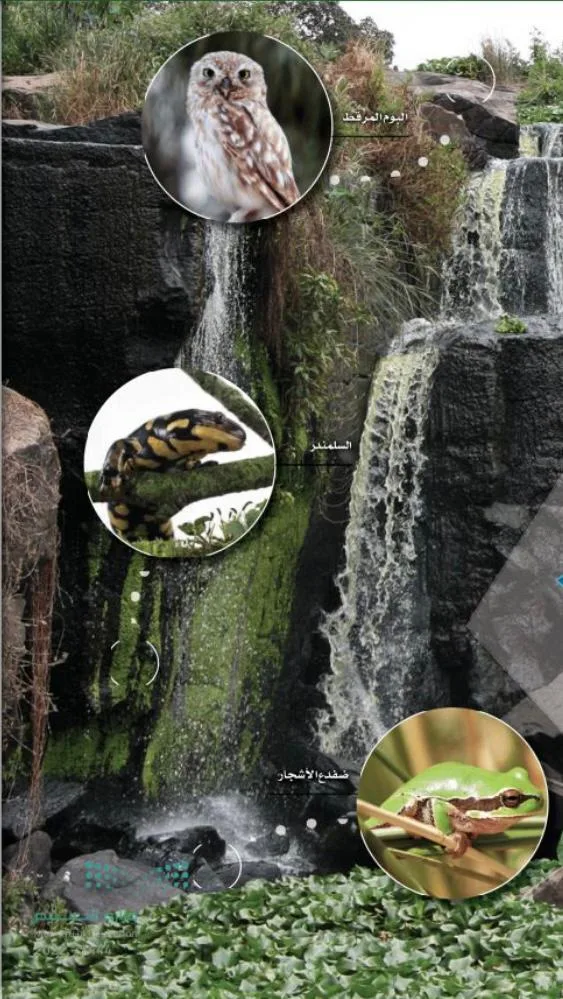 صورة: علم البيئة