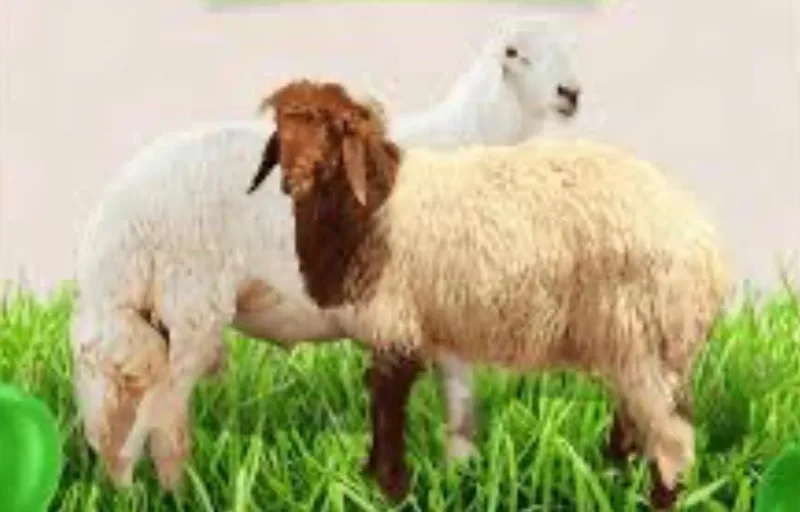 صورة: الفدية