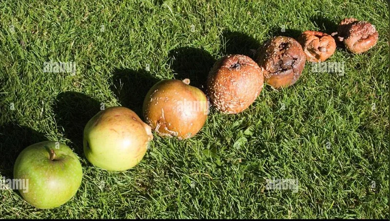 صورة: التحلل