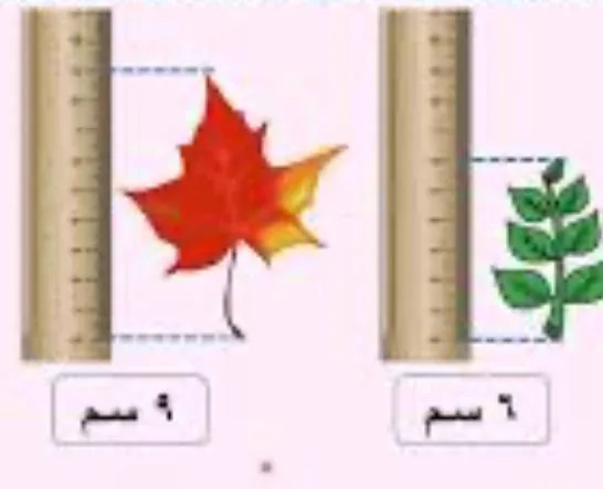 صورة: الطول