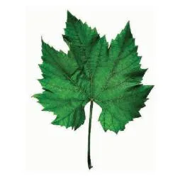 صورة: الأوراق