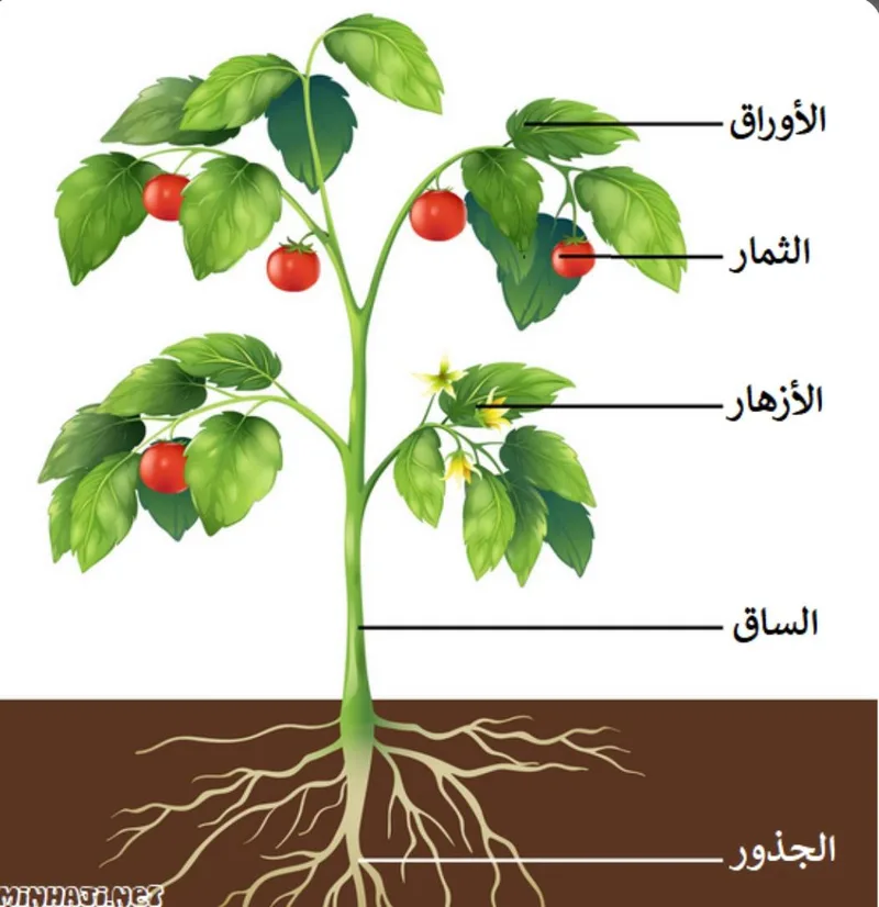 صورة: النبات