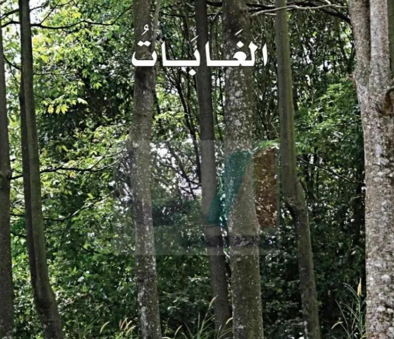 صورة: الغابات