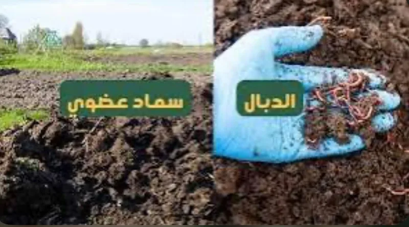 صورة: الدُّبال