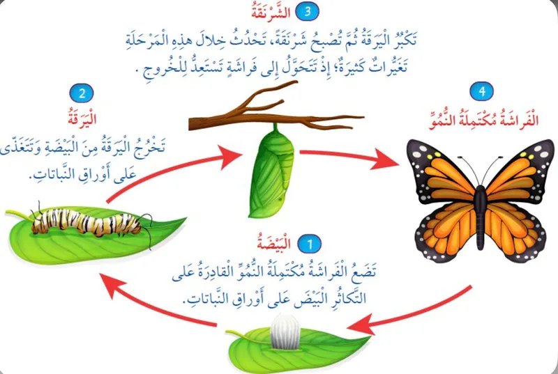 صورة: دورة الحياة