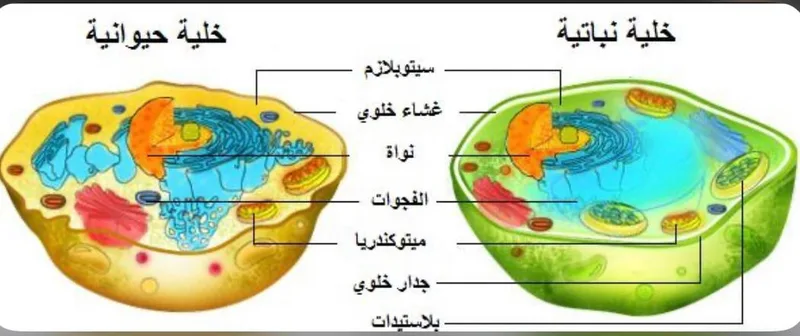 صورة: الخلية