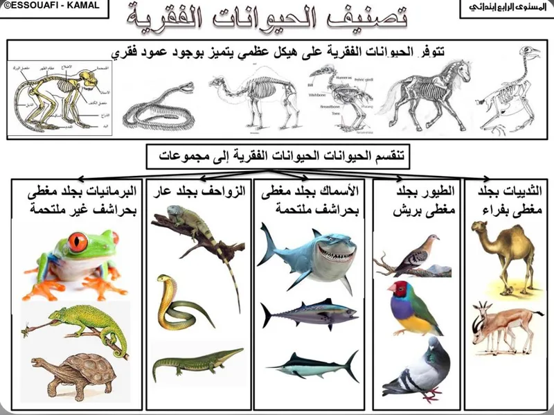 صورة: الفقاريات