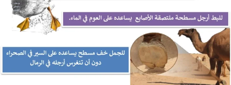 صورة: التكيف