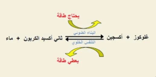 صورة: التنفس الخلوي