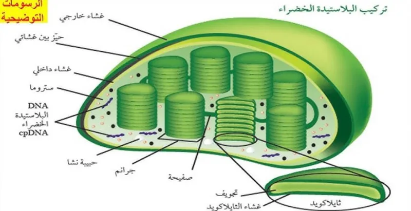 صورة: البلاستيدات الخضراء