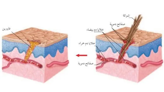 صورة: الصفائح الدموية