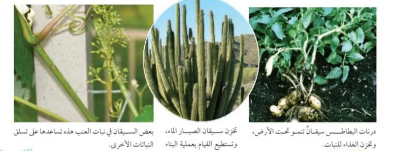 صورة: النباتات الوعائية